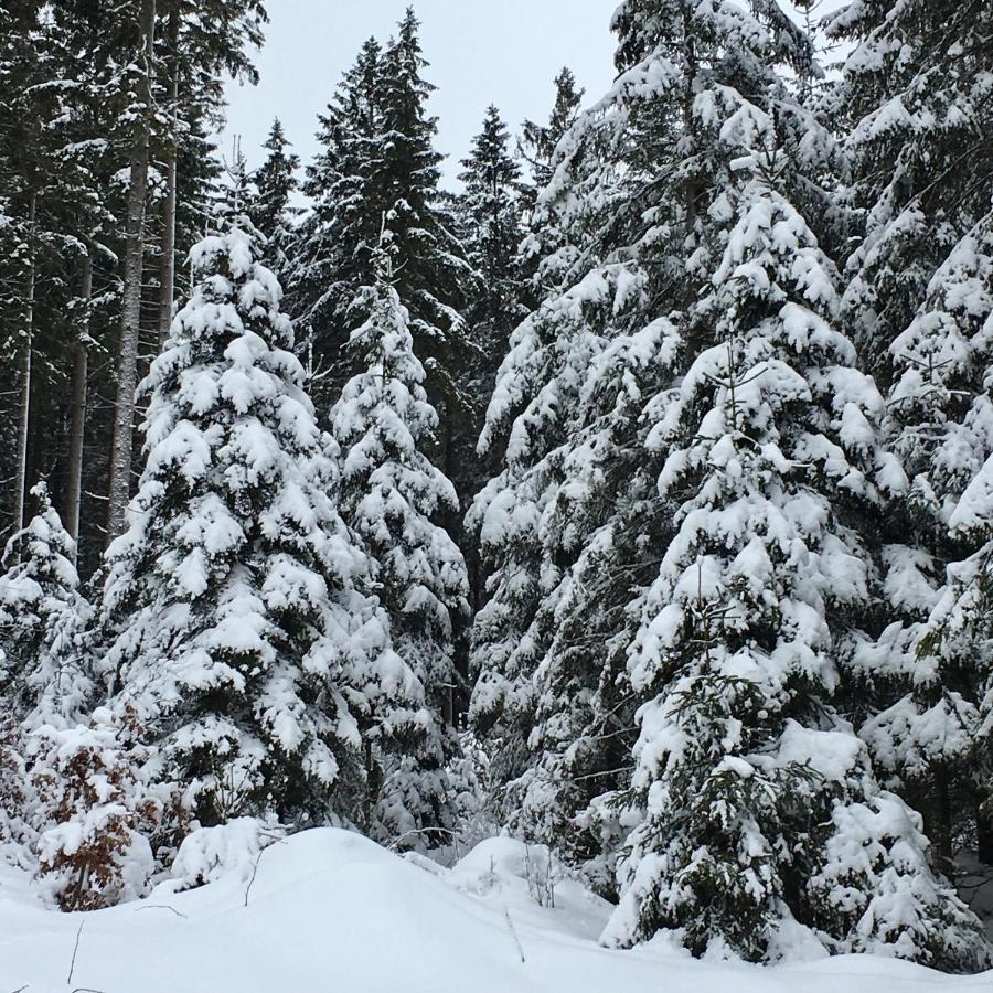 Fewo Harzromantik Braunlage Dış mekan fotoğraf